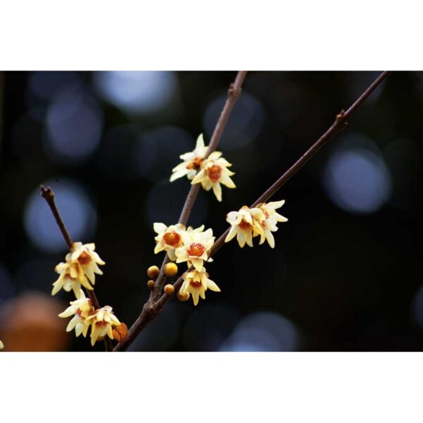 Biji Benih Bunga Winter Sweet 3Pcs+— Chimonanthus praecox Seed Flower Seeds Sunflower 红心腊梅種子花种子蔬菜種子 dahlia petunia rose - Image 5