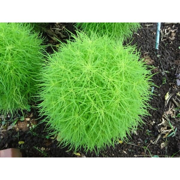 Biji Benih Bunga Bassia scoparia 30Pcs+- flower seed vegetable fruit rose 蔬菜种子花种子地肤 benih rumput rose dahlia daisy seeds - Image 6