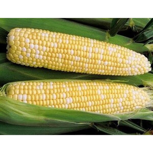 14pcs Biji Benih Jagung Mutiara Pearl Sweet Corn Vegetables Seeds Pearl Corn 珍珠玉米种子 Pearl Corn Seed Vegetable Manis Seed - 图片 3