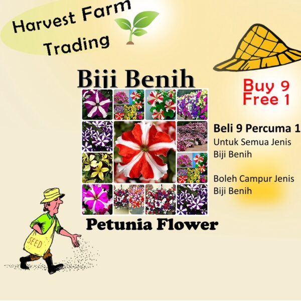 150Pcs +-Biji Benih Bunga Petunia campur Flower seeds Mix Petunia 花种子 混色矮牵牛花 Bunga Petunia Flower Seed petunia seed