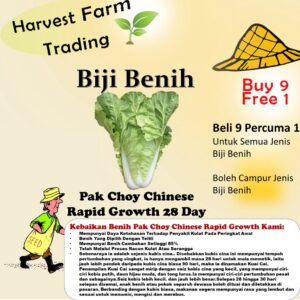 Biji Benih Kubis Cina kecil yang berkembang pesat,速生快菜种子,Rapid Growth Chinese Cabbage / Vagetable Seeds pak choy chinese
