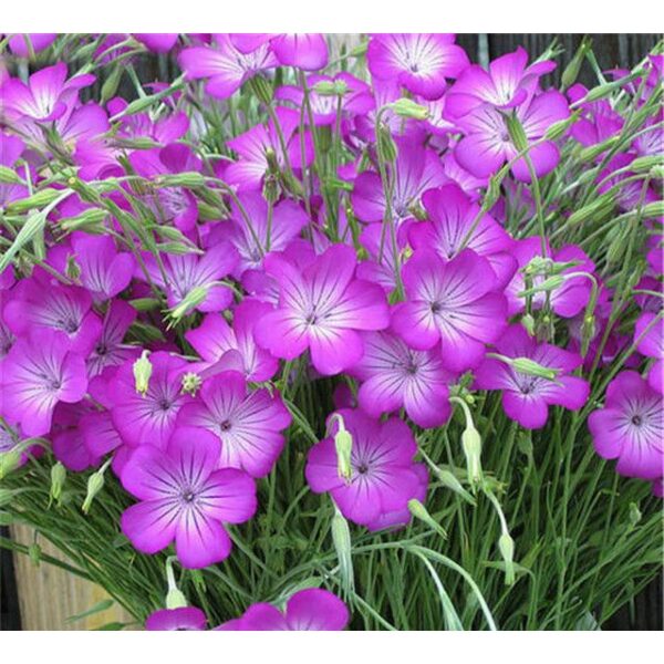 Biji Benih Bunga Corncockle 50Pcs+- Agrostemma Githago flower seeds sunflower seed benih bunga matahari 麦仙翁種子花种子 sayuran - Image 3