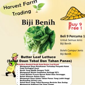 Biji Benih Salad Butterhead 300Pcs +- Butter leaf lettuce seed 奶油生菜种子 Vegetable seeds benih sayur sayuran baja seeds ros