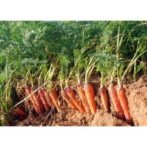 Biji Benih Lobak Merah 250pcs 蔬菜种子红萝卜種子菜籽 red carrot seed Raddish seeds kangkung sayur sayuran hijau pelbagai vegetables