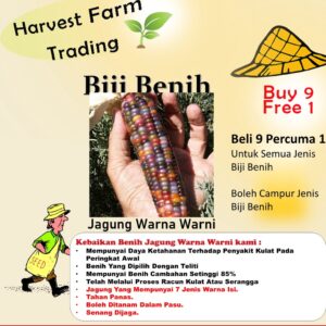 Biji Benih Jagung Warna Warni 14Pcs Corn seeds Vegetable seed benih sayur sayuran vege seed benih buah pokok 彩色玉米种子蔬菜種子
