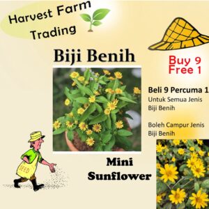 10Pcs Benih bunga Matahari Mini Sunflower seed 迷你向日葵种子 Benih Mini bunga matahari Sunflower seeds flower seed Drawf seed