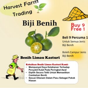 benih limau kasturi 5pcs / calamansi lime seeds vegetable seed Limau kesturi benih buah limau kasturi seeds benih