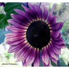 10Pcs Seed Purple Sunflower 紫色向日葵 Benih Bunga matahari Purple Sunflower Seeds Sun Flower Plant Flower Beautiful Flower