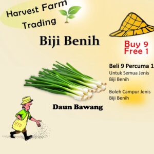 Biji Benih Daun Bawang 100 Biji Vegetable Seed 葱花种子  Family Seeds Plant Seed