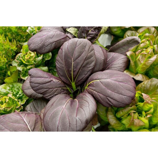 Biji Benih Pak Choy Ungu 150 Pcs Purple Red Dwarf Pak Choy 紫玉白菜种子 Dark Purple Leaf Bok Choy Pak Choi Seeds Pak Choy daun - 图片 7