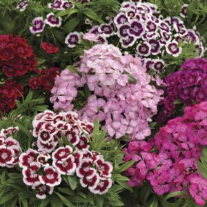 80Pcs Dianthus Barbatus Sweet William Mix Seeds benih Bunga Dianthus Berbola 须苞石竹种子 五彩石竹 Dianthus Carnation Flower seed