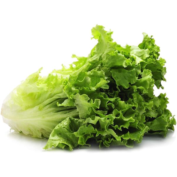Biji Benih Salad romaine 150 Pcs+- Benih Salad Hijau Daun Panjang romaine lettuce seed Vegetables Seeds 长叶生菜种子 Sayuran四季 - Image 7