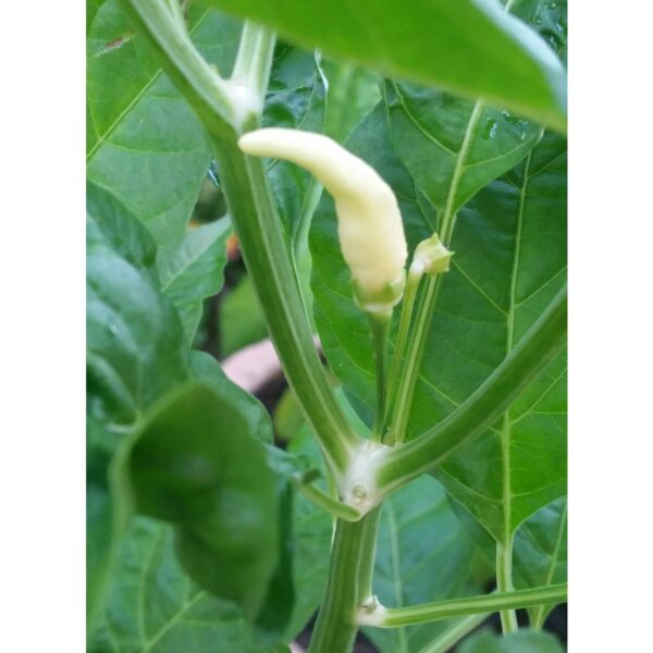 15Pcs Biji Benih Cili Padi kampung Putih Benih Cili Padi Putih Benih Cili Padi Kampung 白小辣椒穜子 White Chilli Seeds 蔬菜种子四季 - 图片 3