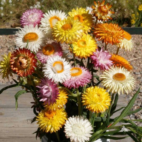 Biji Benih Strawflower Mixed 25Pcs +- Benih Bunga hiasan 麦秆菊蜡菊种子四季耐热花種子 sunflower seeds dahlia seed zinnia matahari rose - Image 7