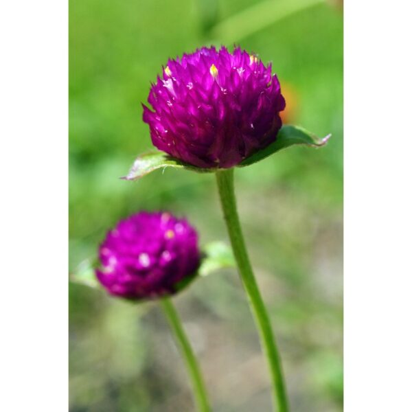 Biji Benih Bunga Butang 20Pcs+- Gomphrena globosa Globe amaranth Seeds Biji Benih 千日红 千日粉 千日紫 千日白 种子 daisy四季耐热花種子 rose - Image 9