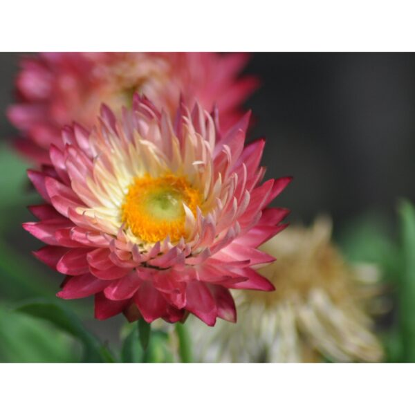 Everlasting daisy seeds 10- biji benih bunga daisy pink 永生菊種子四季耐热花种子 flowers seed dahlia rose ros zinnia hiasan matahari - Image 5