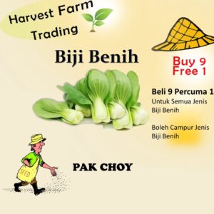 Pak Choy 500pcs Vegetable Seeds BIJI BENIH SAYUR/BUNGA/SAWI SEEDS/ Vegetable seed pak choy 小白菜种子 bok choy seed cabbage