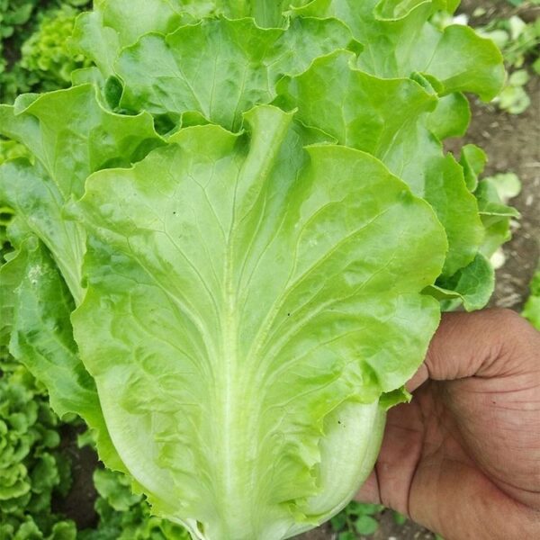 Biji Benih Sayur Salad Italy 250pcs+- 四季耐热意大利生菜种子 Italy Lettuce Seeds 蔬菜种子 benih sayur sayuran vegetables seed baja rose - 图片 7