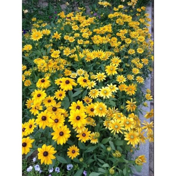 Biji Benih Rudbeckia fulgida 30Pcs Anak Pokok bunga Sayur sayuran daisy kangkung flower vegetable seeds - 图片 3