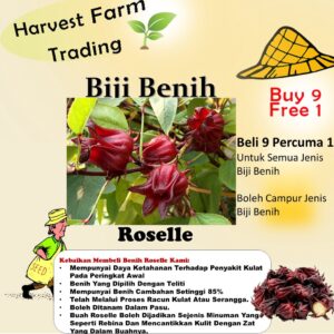 Biji benih roselle seeds 20Pcs ribena bancuh air 洛神花种子四季耐热蔬菜种子 roselle morocco rozel seed benih sayur sayuran vegetables