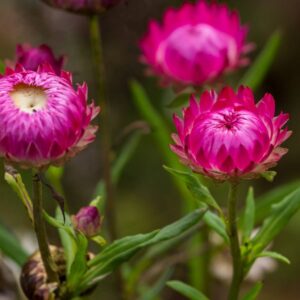 Everlasting daisy seeds 10- biji benih bunga daisy pink 永生菊種子四季耐热花种子 flowers seed dahlia rose ros zinnia hiasan matahari