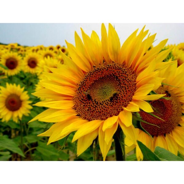 10Pcs Seed Helianthus annuus Sunflower Biji Benih bunga matahari common sunflower seeds 观赏向日葵种子 Ornamental sunflower - 图片 4