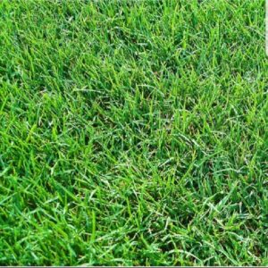 Biji benih rumput karpet 500g 1kg cow grass seed bermuda seed rumput bermuda japanese grass seed field grass