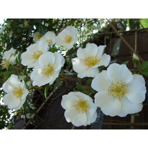 Biji Benih Bunga Rosa laevigata 1Pcs Cherokee rose seeds 四季耐热花种子蔬菜種子金樱子 ros dahlia zinnia sunflower seed matahari sayur - Image 7