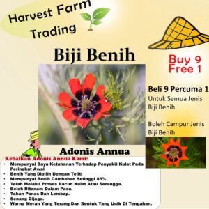 Biji Benih Adonis Annua 25Pcs+- Flowers seed sunflower seeds benih bunga matahari vegetable dahlia zinnia 福寿花种子 sayuran