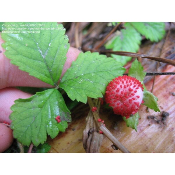 300Pcs + Mock Strawberry seed Potentilla indica seed Indian strawberry seed  benih strawberri seed Strawberry Mock 蛇莓种子 - 图片 4