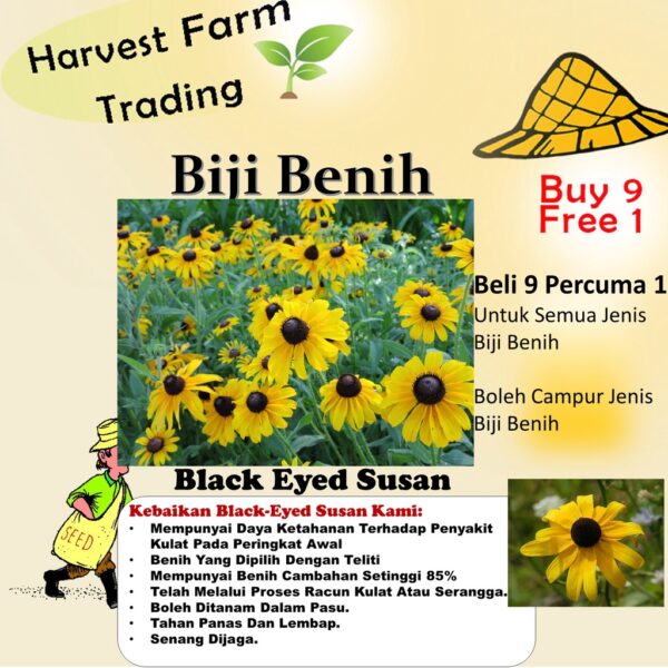Biji Benih Daisy Black Eyed Susan 30Pcs +- biji benih bunga raya buah sayur daisy seeds vegetable flower seed 黑心菊种子花植物蔬菜