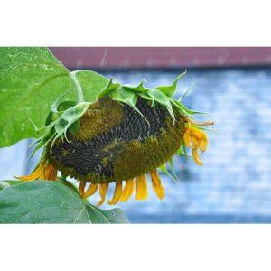 5Pcs Seed Green Sunflower Benih Bunga Matahari Sunflower Seeds Eatable Sunflower Flower Seeds Vegetables Seed Biji Benih