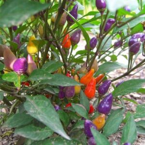 biji benih cili warna warni 15Pcs+-  Cili pelangi hiasan vegetables seeds besar kecil padi kampung