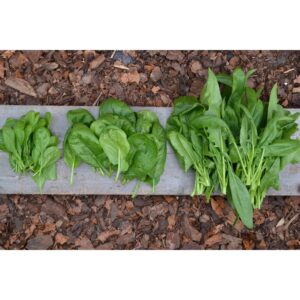 300Pcs +- Benih Spinach / 菠菜种子 Spinach seed vegetable seed benih sayur sayuran benih sayur Seeds Vegetables Seeds