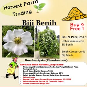 Biji Benih Bunga Rosa laevigata 1Pcs Cherokee rose seeds 四季耐热花种子蔬菜種子金樱子 ros dahlia zinnia sunflower seed matahari sayur