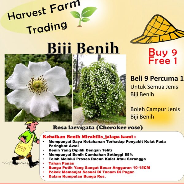 Biji Benih Bunga Rosa laevigata 1Pcs Cherokee rose seeds 四季耐热花种子蔬菜種子金樱子 ros dahlia zinnia sunflower seed matahari sayur