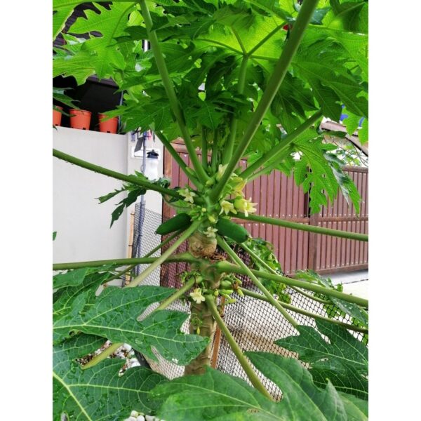 Biji Benih Betik Sekaki 10pcs Carica papaya seed benih Betik Hong Kong benih buah bibit betik benih carica papaya seeds - 图片 5