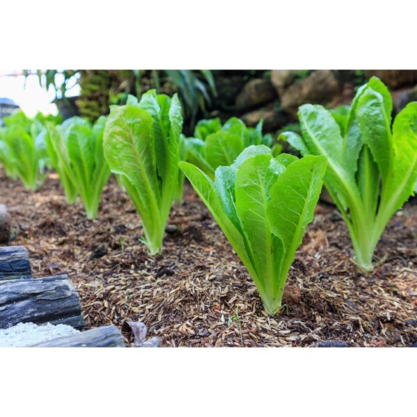 Biji Benih Salad romaine 150 Pcs+- Benih Salad Hijau Daun Panjang romaine lettuce seed Vegetables Seeds 长叶生菜种子 Sayuran四季 - Image 3