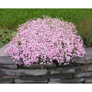 Baby Breath Flower Seeds 50Pcs +- Biji Benih Bunga Gypsophila 满天星花种子四季耐热花種子 sunflower dahlia zinnia dahlia bunga hiasan