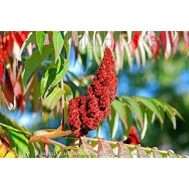 Rhus Typhina seeds 15pcs +- Biji Benih buah buahan sayur sayuran Sumac seed 火炬漆树种子四季耐热花種子 vegetable fruit plant tree ros