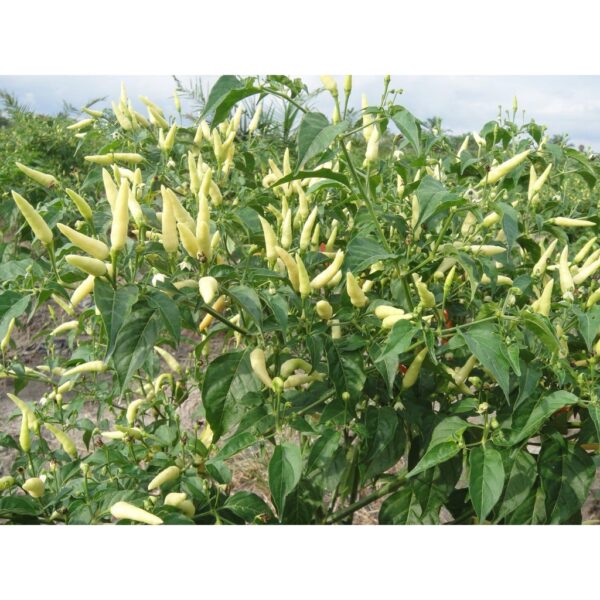 15Pcs Biji Benih Cili Padi kampung Putih Benih Cili Padi Putih Benih Cili Padi Kampung 白小辣椒穜子 White Chilli Seeds 蔬菜种子四季 - 图片 8