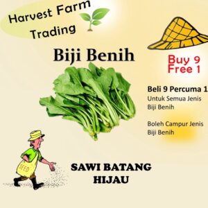 Biji Benih Sawi Batang Hijau 400 Biji Vegetable Seed Spinach菜心种子  Family Seeds Plant Seed