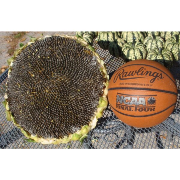 Biji Benih Bunga Matahari Giant Big Giant Sunflower Seeds 5Pcs Benih Bunga Matahari besar 巨型向日葵種子向日葵种子 seed pokok hidup - Image 3