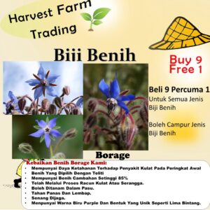 Biji Benih Bunga Borage 20Pcs+- flower seed sunflower seeds vegetable benih bunga raya matahari ros dahlia 琉璃苣种子花種子蔬菜四季