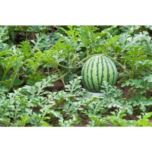 Benih Tembikai Tanpa Biji 5pcs Merah Seedless Watermelon seed red biji benih tembikai boci kuning  无籽西瓜种子種子 buah melon