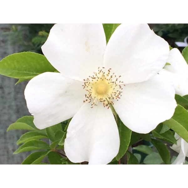 Biji Benih Bunga Rosa laevigata 1Pcs Cherokee rose seeds 四季耐热花种子蔬菜種子金樱子 ros dahlia zinnia sunflower seed matahari sayur - Image 3