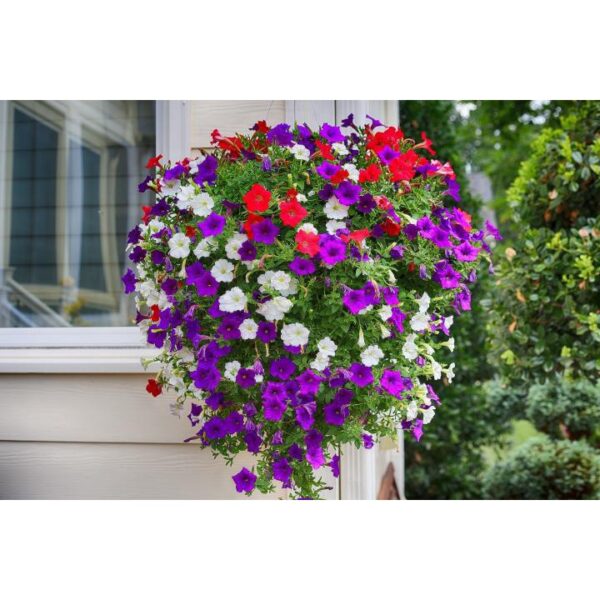 150Pcs +-Biji Benih Bunga Petunia campur Flower seeds Mix Petunia 花种子 混色矮牵牛花 Bunga Petunia Flower Seed petunia seed - 图片 3