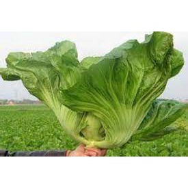 Biji benih gai choy 300 seeds green mustard seed chinese mustard seed 大肉芥菜种子 蔬菜种子 植物种子 pak choy seed benih sayur sayuran