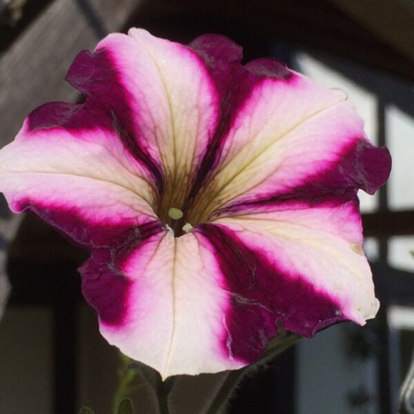 150Pcs +-Biji Benih Bunga Petunia campur Flower seeds Mix Petunia 花种子 混色矮牵牛花 Bunga Petunia Flower Seed petunia seed - 图片 6