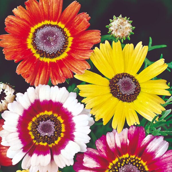 Biji Benih Bunga Daisy Tiga Warna 20Pcs+- Flower Seeds Daisy 花环菊种子花種子 daisy flower seed Tricolor daisy Chrysanthemum - 图片 7
